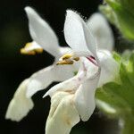 Stachys spinulosa Žiedas