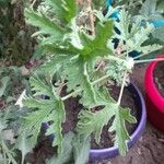 Pelargonium citronellum Blad