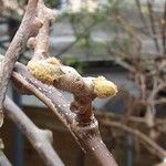 Actinidia chinensis Blad