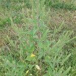 Iva annua autre