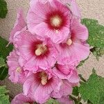 Alcea rosea花