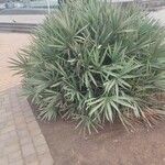 Chamaerops humilis Folha