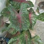 Caladium bicolor葉