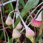 Eucalyptus caesia 果