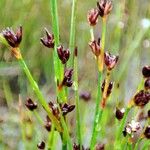 Juncus alpinoarticulatus Цвят