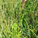 Dactylorhiza maculata Vekstform