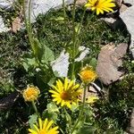 Doronicum grandiflorum Blomst