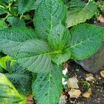 Hydrangea macrophyllaBlad