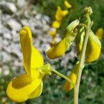 Cytisophyllum sessilifolium Bloem