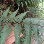 Athyrium niponicum 葉