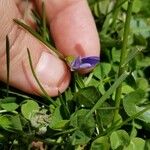 Viola odorataFlower