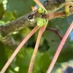 Acer pseudoplatanus Інше