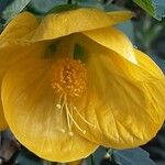 Abutilon spp. Blodyn