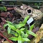 Bulbophyllum falcatum Hoja