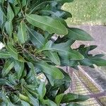 Stenocarpus sinuatus Levél