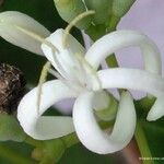 Coelospermum balansanum फूल