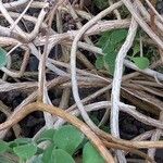 Aeonium goochiae Bark