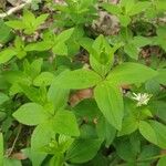 Asperula taurina Lehti