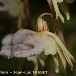 Epipogium aphyllum Fula