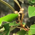 Croton gratissimus Fruit