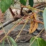 Wisteria frutescens Bark