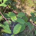 Rubus echinatus 葉