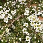 Leptospermum scoparium फूल