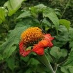 Tithonia rotundifoliaBlüte