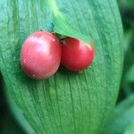 Ruscus hypoglossum Φρούτο