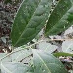 Dichostemma glaucescens Leaf