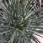 Agave filifera Folha