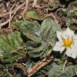 Solanum acaule Hàbitat
