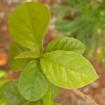 Petiveria alliacea Leaf