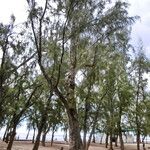 Casuarina equisetifolia عادت داشتن