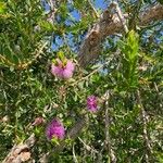 Melaleuca nesophila 花