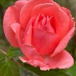 Rosa chinensis Žiedas