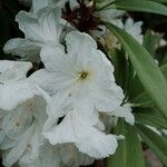 Rhododendron decorum Flor