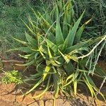 Aloe powysiorum Leaf