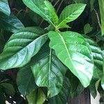 Morinda citrifolia 葉