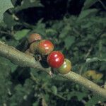 Solanum stramoniifolium Hedelmä