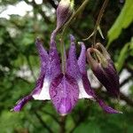 Aquilegia vulgaris Flower