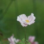Anemone tomentosa Kvet
