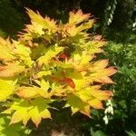 Acer shirasawanum Folha