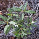 Psychotria coptosperma Habitus