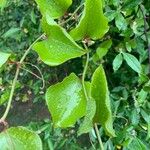 Smilax rotundifolia Leaf