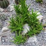 Aloe juvenna Leaf