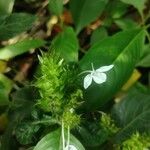 Ecbolium viride Λουλούδι