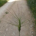 Aegilops geniculata Otro