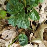 Pyrola chlorantha Hoja