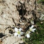 Minuartia laricifolia Flower